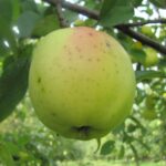 Pepina Linneusza