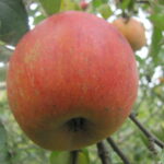 Koksa Pomarańczowa
