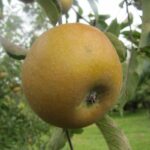 Pepina Parkera